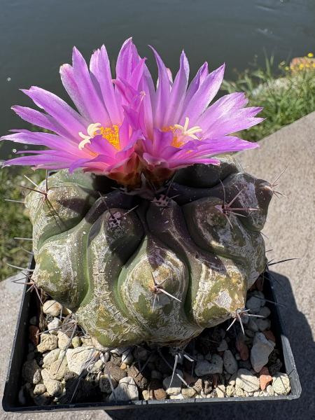 Thelocactus buekii